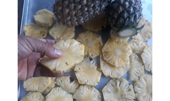 TỦ SẤY KHÓM ĐẠT NĂNG SUẤT NHỜ CHẾ ĐỘ THOÁT ẨM TỐT - ĐIỆN CƠ XANH