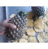 Tủ sấy bí đỏ - Tủ sấy công nghiệp