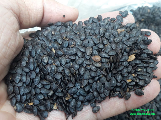 MÁY VẮT DẦU HẠT CHANH DÂY