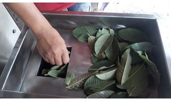 Chế tạo máy nghiền vắt lá ổi, lá đu đủ tự động 